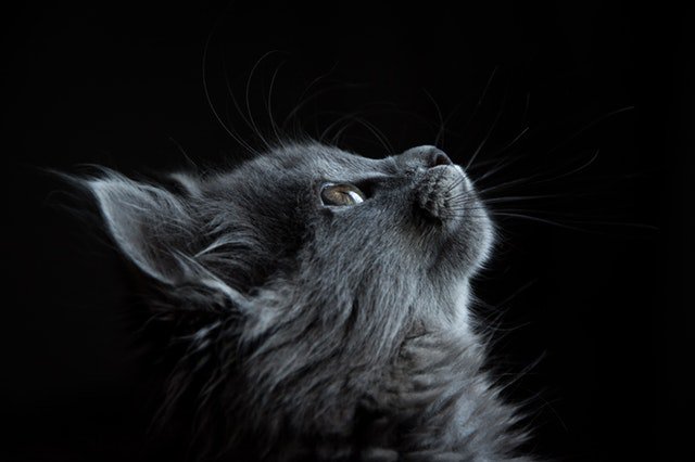 ASA_POMA's tweet photo. Happy #InternationalCatDay! To celebrate all things #cat (and #ultrasound, and #brains), check out this article from #ASA171: https://t.co/fkOJ0ze3m7
@OleMissRebels
Image: @snapwire https://t.co/UGZTrCjgye