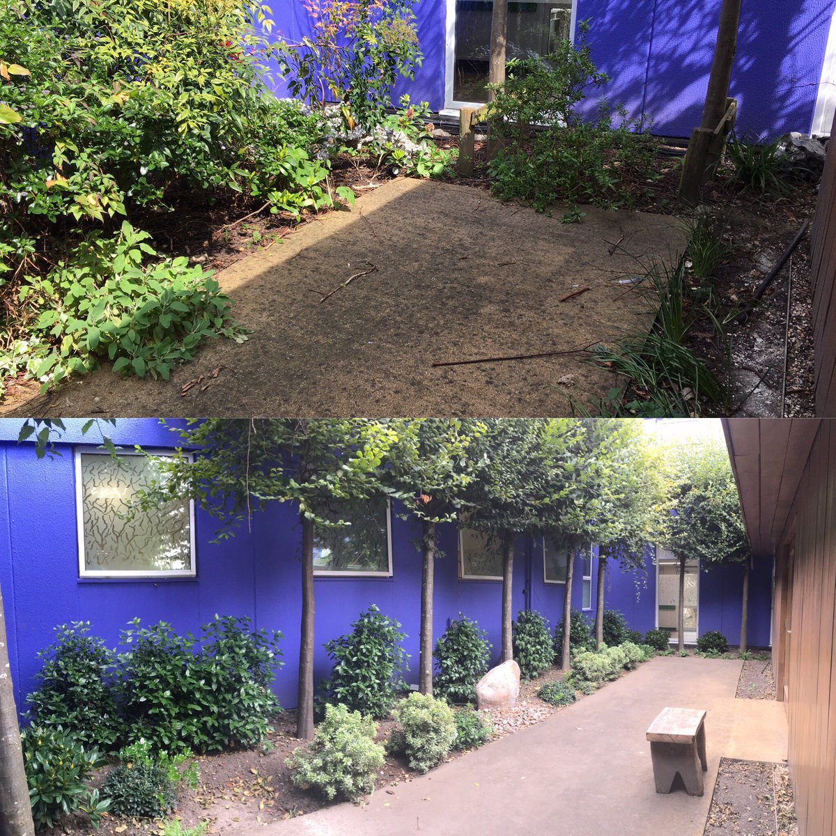emmacarr999's tweet photo. #before
#after
#TimeGarden at #FrimleyParkHospital
been busy recreating a space in the garden. The area has been designed, a professional (& wonderful) gardener to clear weeds and planting with your apprenticed donations. The garden is now 10 years old! X
#charity #worklife https://t.co/es8vjzG092