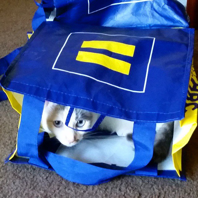 Cat in HRC Bag