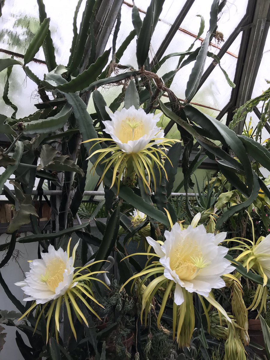 ShowMeUrPlants's tweet photo. Night blooming cereus caught first thing in the morning https://t.co/BHuU1v0mr5