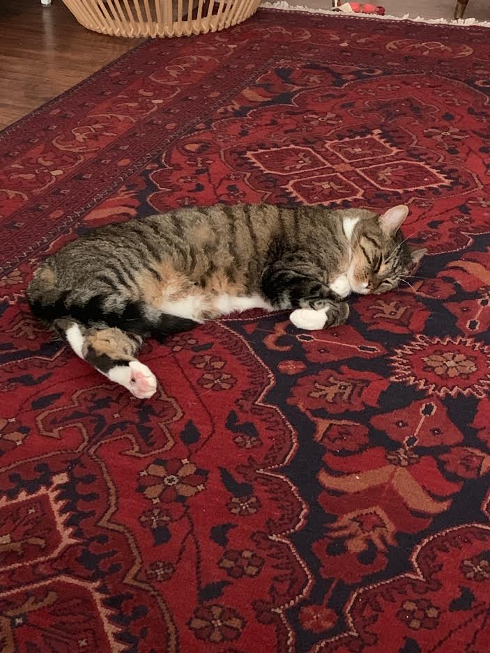 lawrencelibrary's tweet photo. Julio and Beebo live with Kevin in Collection Development. He says they're princes.

#InternationalCatDay #LPLcats #LFKpets https://t.co/Eh2bjea14I