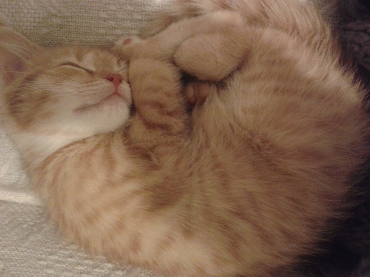 Goldandrust's tweet photo. Parce que je suis gaga de sa bouille #journeeinternationaleduchat https://t.co/60ehgqFhVR