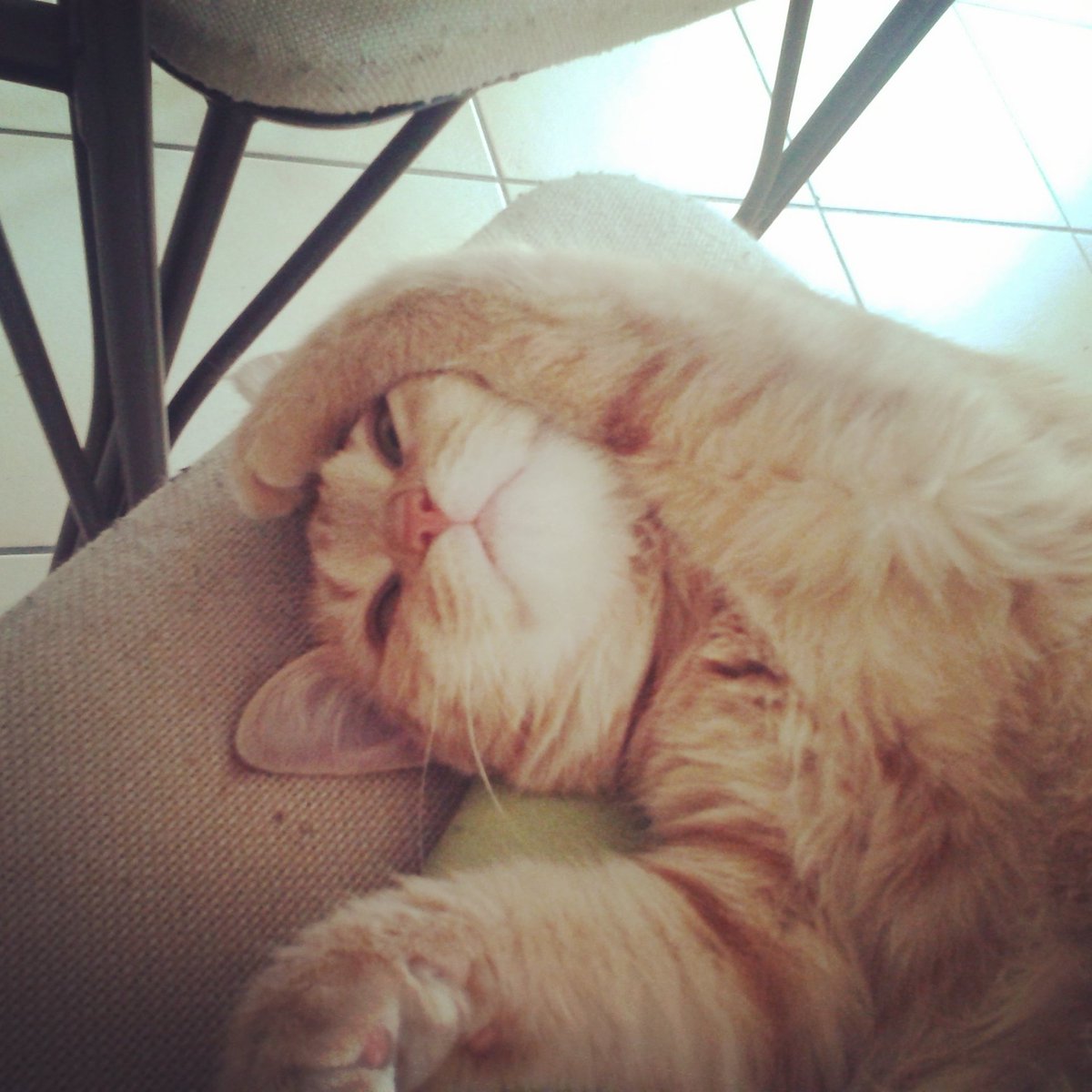 Goldandrust's tweet photo. Parce que je suis gaga de sa bouille #journeeinternationaleduchat https://t.co/60ehgqFhVR