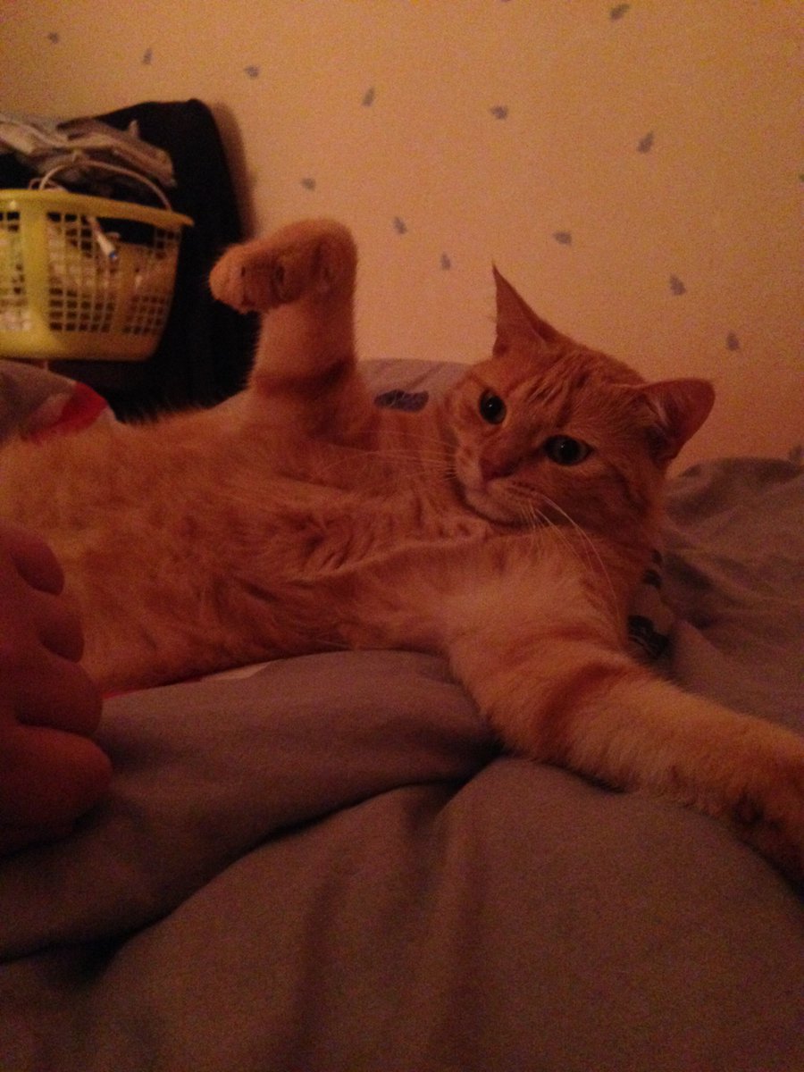 Goldandrust's tweet photo. Parce que je suis gaga de sa bouille #journeeinternationaleduchat https://t.co/60ehgqFhVR