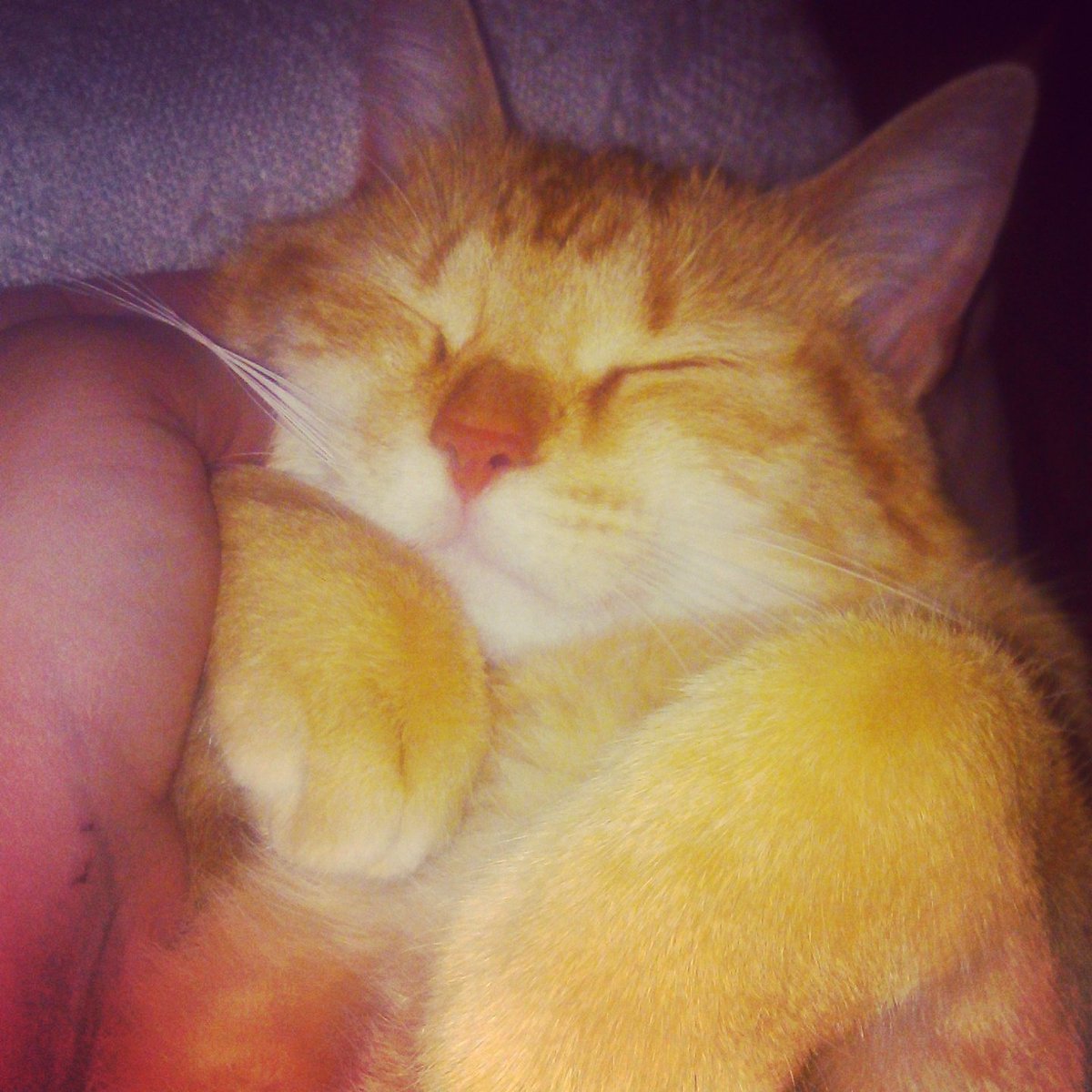 Goldandrust's tweet photo. Parce que je suis gaga de sa bouille #journeeinternationaleduchat https://t.co/60ehgqFhVR