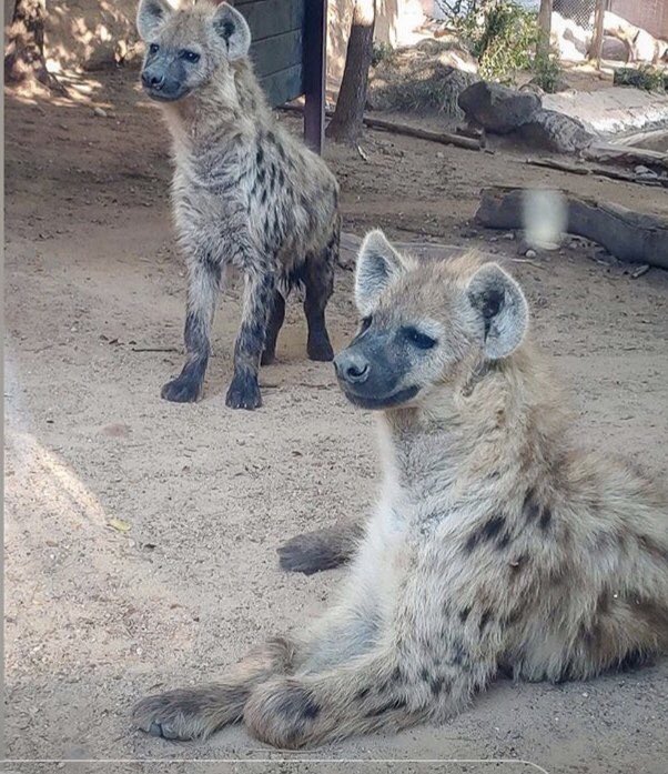 abqbiopark's tweet photo. To celebrate Ruckus &amp; Havoc’s birthday the @nmbps is helping us raise money to buy these beauties a bday ball from @2401Desert! Please donate: https://t.co/CV9CUu8lwA 🎉#ABQBioPark #NMBPS https://t.co/rrviNz7mWI