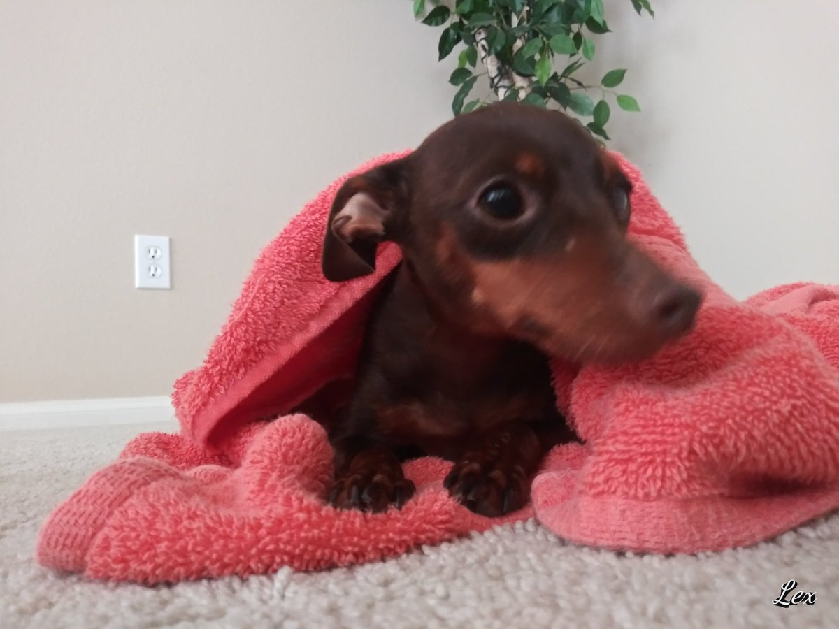 LuxD29349697's tweet photo. I miss you every day more and more 💔 #myangel #heavensent #LoveStory #dogmom #DogLife #doglovers #DogsMostWanted https://t.co/IPcu9Bmehn
