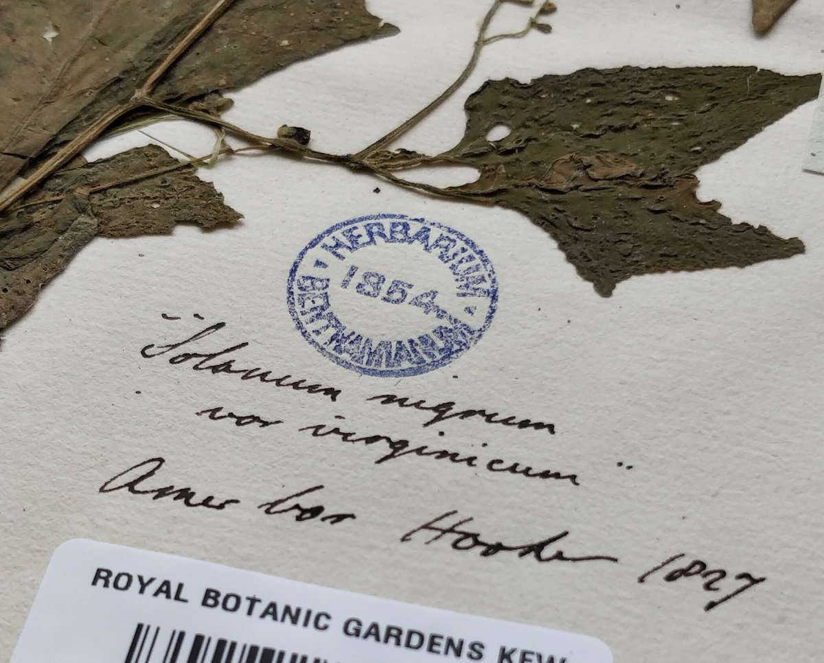 Ash Samuelson (@ash_samuelson) on Twitter photo Set up an instagram account for my botanical specimen preparation work <a href="/kewgardens/">KewGardens</a> - follow Instagram.com/fraxinarium 🌿 Set up an instagram account for my botanical specimen preparation work <a href="/kewgardens/">KewGardens</a> - follow Instagram.com/fraxinarium 🌿