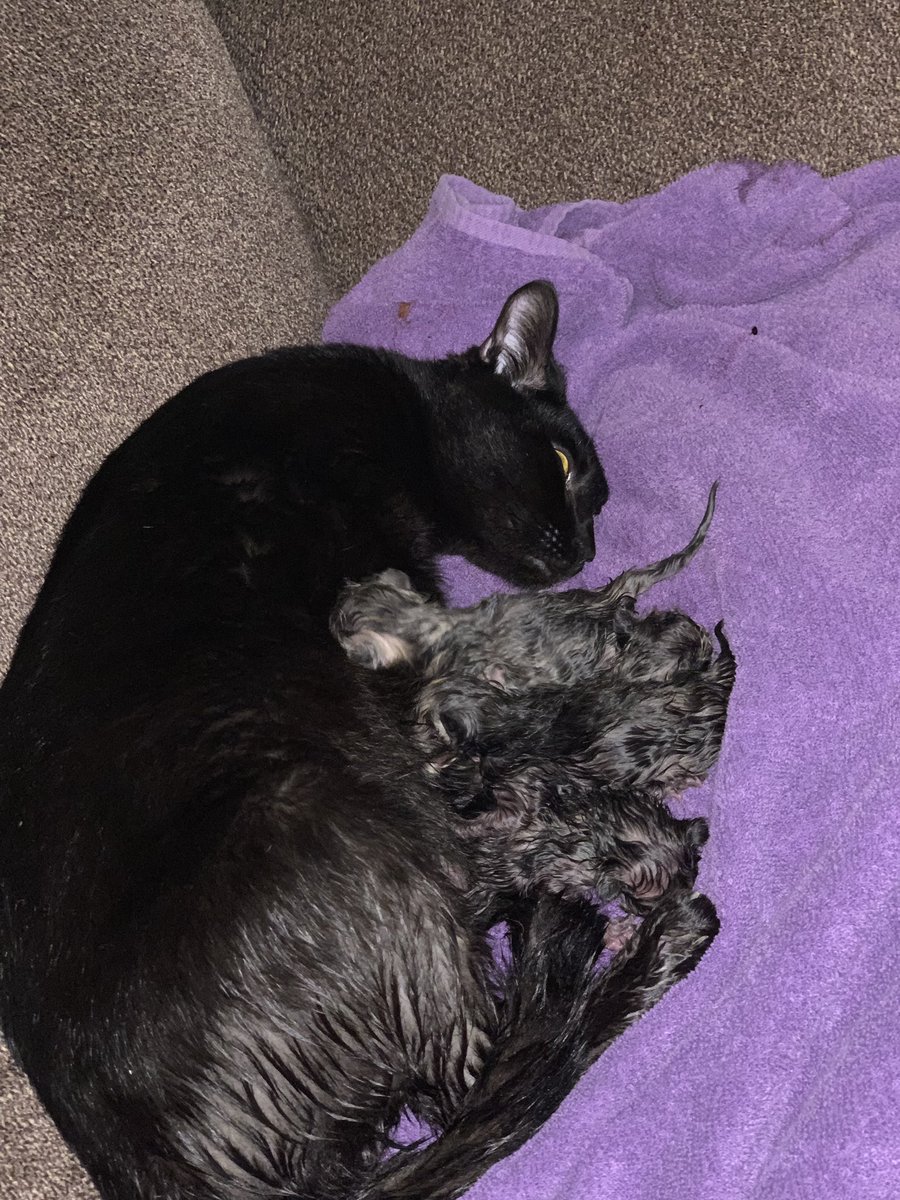 AryatheCat2's tweet photo. Single mom of 4 kittens. Don’t need no man. https://t.co/Tj6IruRo3d