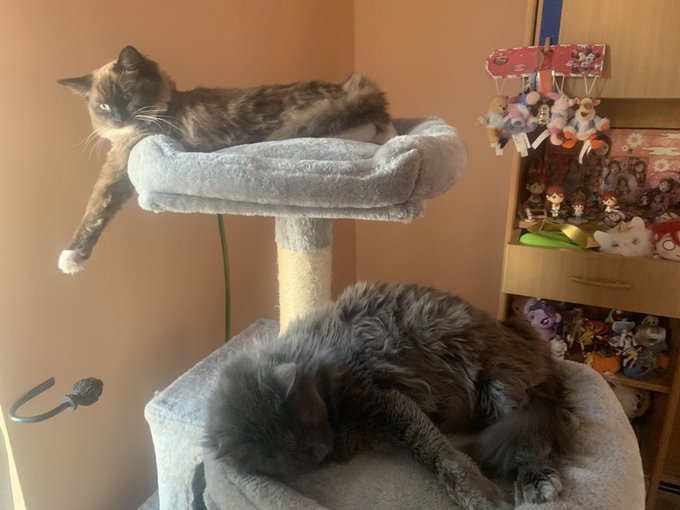 [PokeCommunity.com] Pet Picture Thread