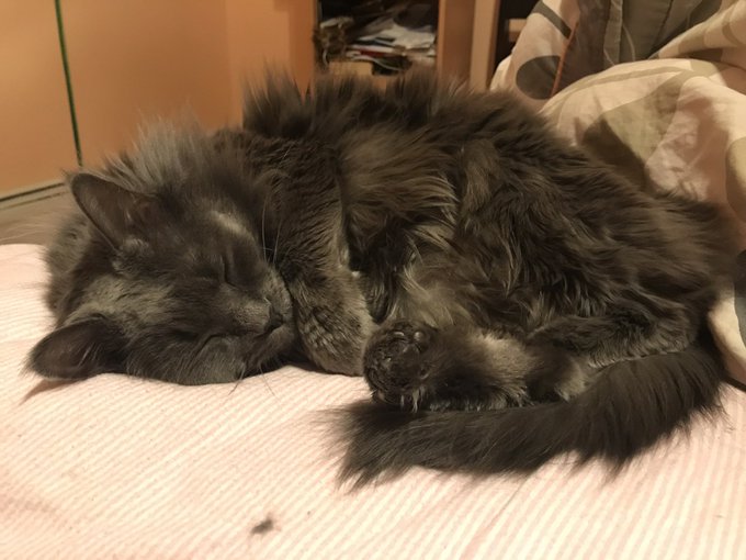 [PokeCommunity.com] Pet Picture Thread