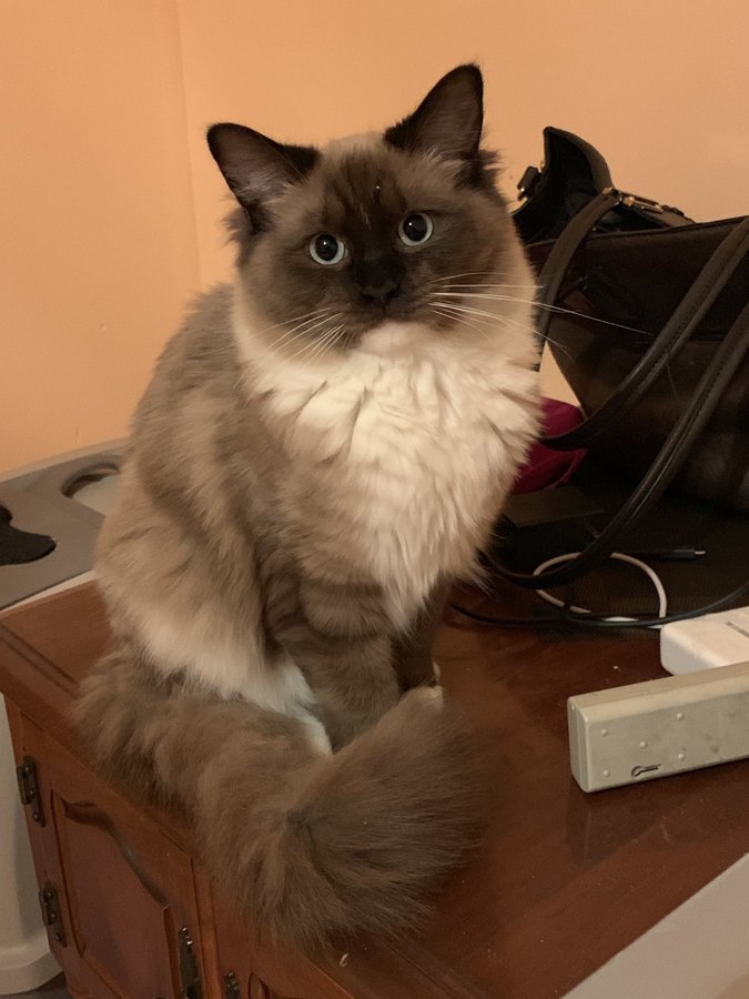 [PokeCommunity.com] Pet Picture Thread