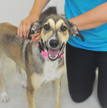 nyshelterpets's tweet photo. 🐶 Come help #TANARI before time runs out! #spca She's waiting for you! #Rescue 💜 https://t.co/VWPzPquSIL https://t.co/XgcVGgKEsV