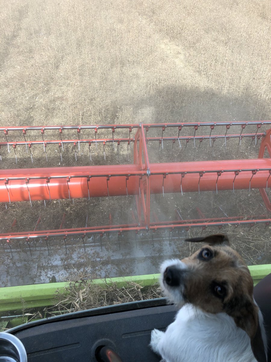 novofarina's tweet photo. The time has come .... for our wonderful little power packed novofarina #YellowPeas to be harvested under the watchful eye of Chutney πΆ who loves to sit and watch from the combine cab #PlantBased #HighProtein #HighFibre #BritishPeas #ChutneyApproved https://t.co/zNu5NjcflE