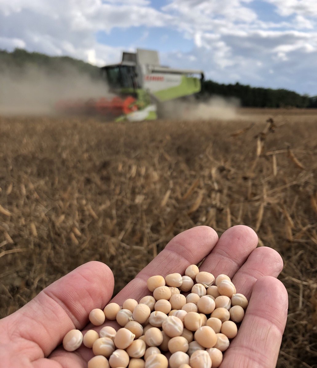 novofarina's tweet photo. The time has come .... for our wonderful little power packed novofarina #YellowPeas to be harvested under the watchful eye of Chutney πΆ who loves to sit and watch from the combine cab #PlantBased #HighProtein #HighFibre #BritishPeas #ChutneyApproved https://t.co/zNu5NjcflE