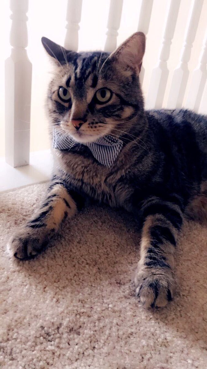 Christina_Endy's tweet photo. Happy 5th Birthday &amp; International Cat day to my very handsome boy 😽 https://t.co/OS5nL8ztmS