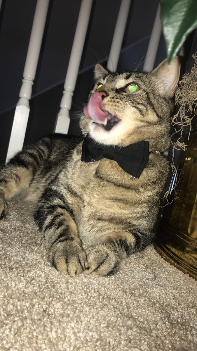 Christina_Endy's tweet photo. Happy 5th Birthday &amp; International Cat day to my very handsome boy 😽 https://t.co/OS5nL8ztmS