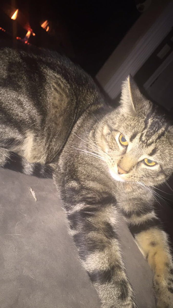 Christina_Endy's tweet photo. Happy 5th Birthday &amp; International Cat day to my very handsome boy 😽 https://t.co/OS5nL8ztmS