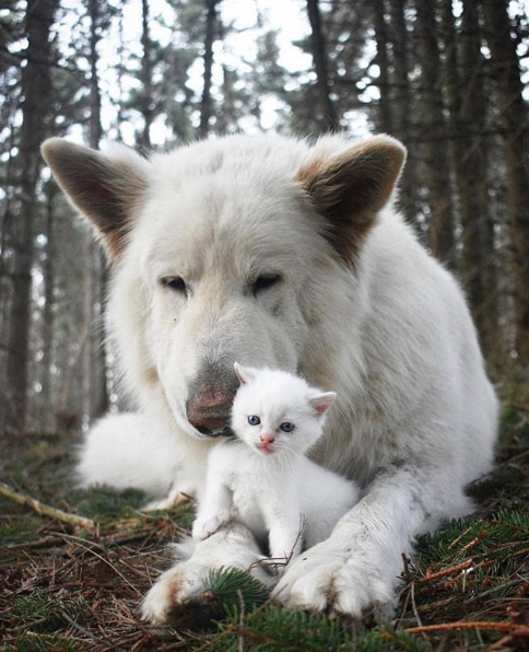 The giant and the kitten 😸

🔔 Don't miss out on any post - turn notifications ON

#caturday #catlove #puppylove #houseofcats #kittycat