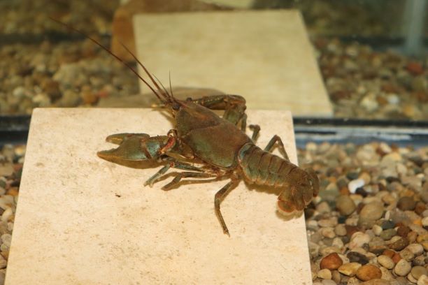movedecologist's tweet photo. Take me home, country roads. I have recently had a fantastic time touring West Virginia with Dr Zac Loughman and students from @westlibertyu to learn more about their efforts to conserve and understand freshwater crayfish. @ChurchillTrust https://t.co/89P77iyXTq