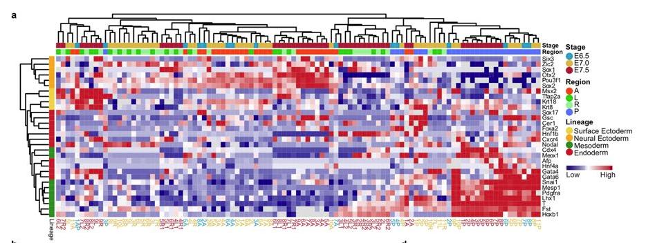 mmw_lmw's tweet photo. Early #MouseEmbryo #Development | Molecular architecture of #LineageAllocation and #TissueOrganization | molecular fates | Naihe Jing @ShanghaiTechUni @Nature https://t.co/A5GbIQ00Nn https://t.co/SDqCxysPl6