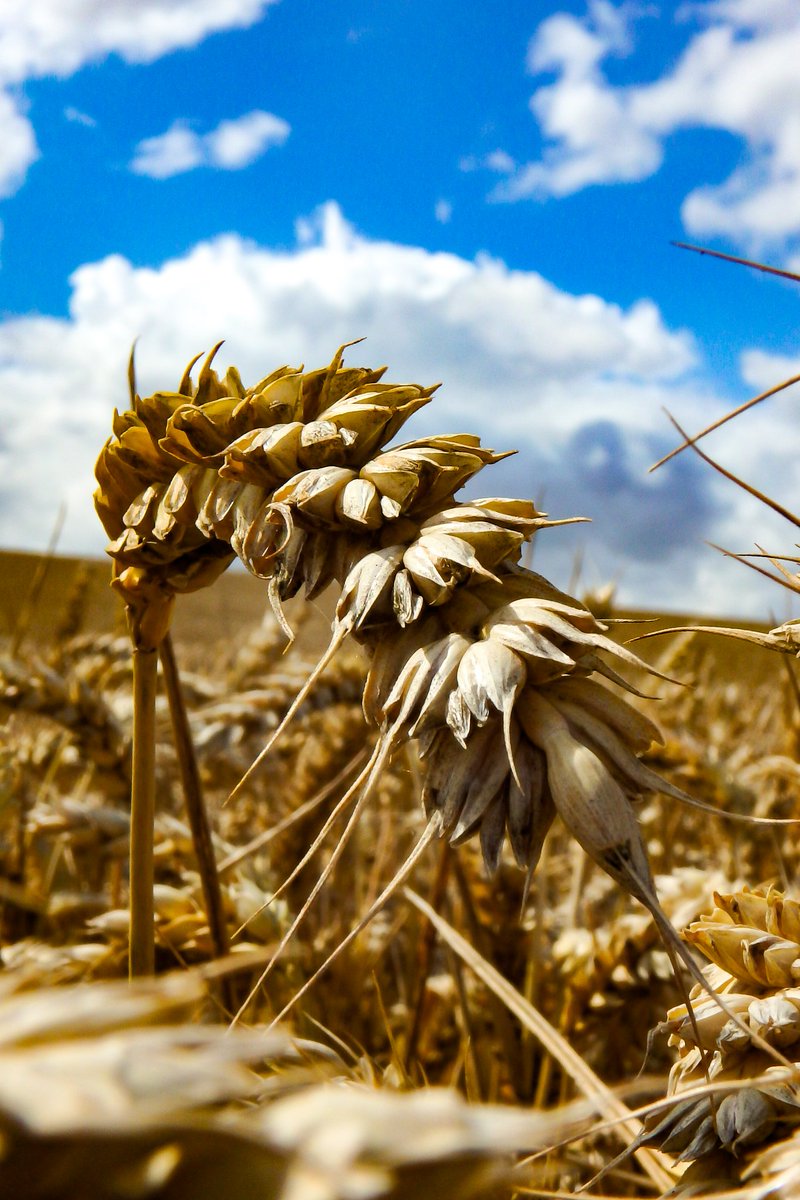 ApertureF2's tweet image. It's that time again - harvesting in the Yorkshire Wolds.....