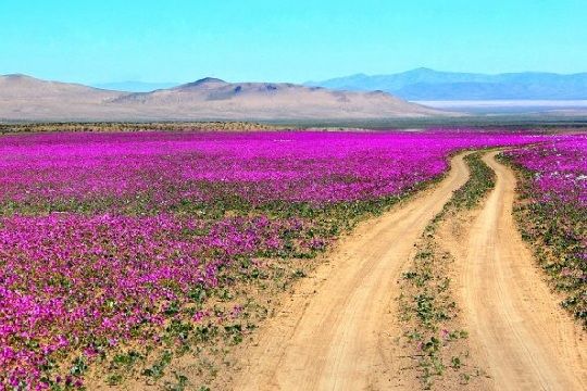 CodeXverde's tweet photo. Las razones por las cuales este año no habrá desierto florido https://t.co/D9bR4gxHLm https://t.co/WlgfaclrOS