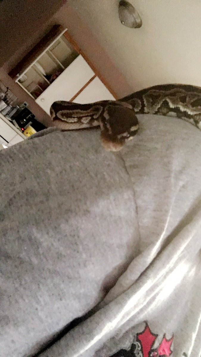 rubyroxx3's tweet photo. I love my snakes #girlswithsnakes #snakemom #snakezone #snakes #boaconstictor #ballpython #girlswithpeircings https://t.co/i3g2jbsDgv