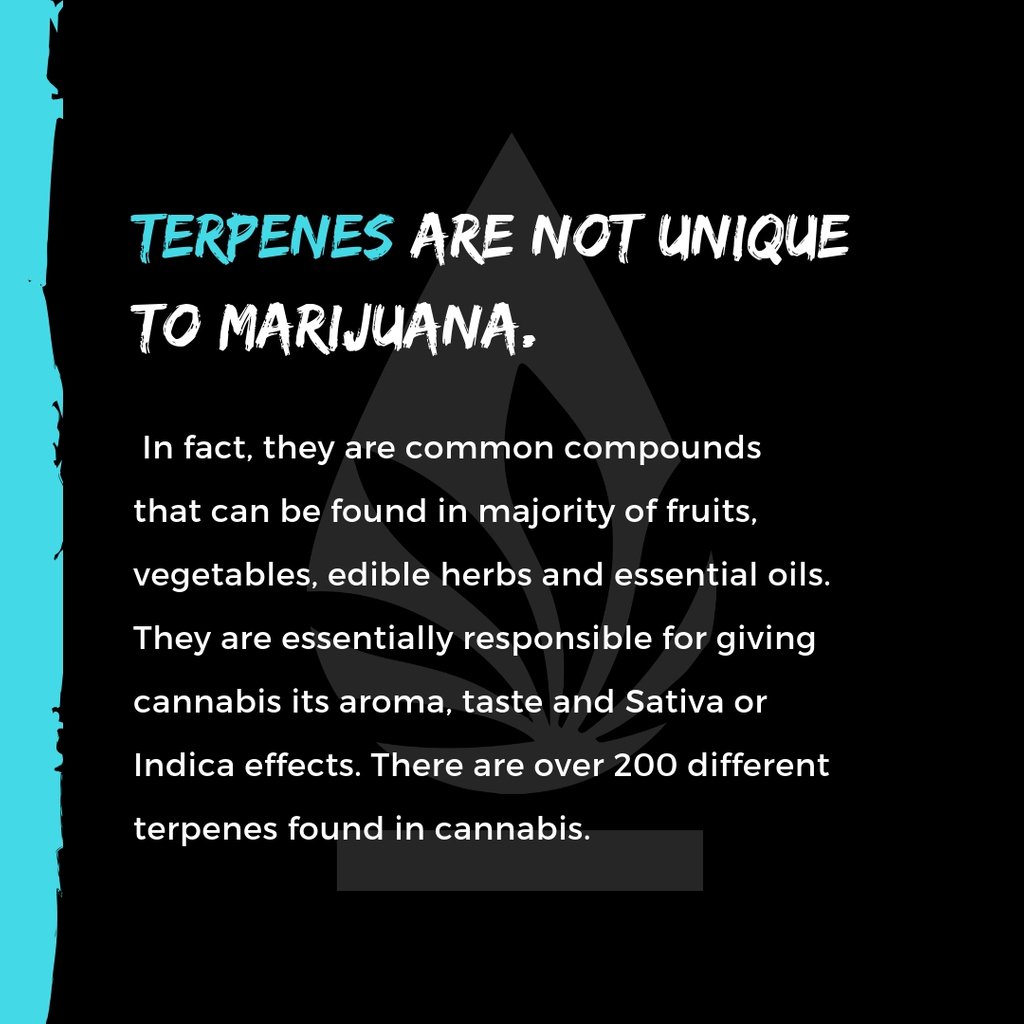 mycannafused's tweet photo. 🤔 Did you know?⁠

- Follow Us @MyCannaFused #CannaFused⁠ -⁠

-For Use Only By Adults 21 Years of Age and Older-⁠
-Keep Out of Reach of Children-⁠
-Nothing for Sale-⁠

#cannabis #marijuana #terpenes #terps #marijuanafacts #cannabisfacts #cannabiseducation #terpenesmatter https://t.co/oFpVwGbBAc