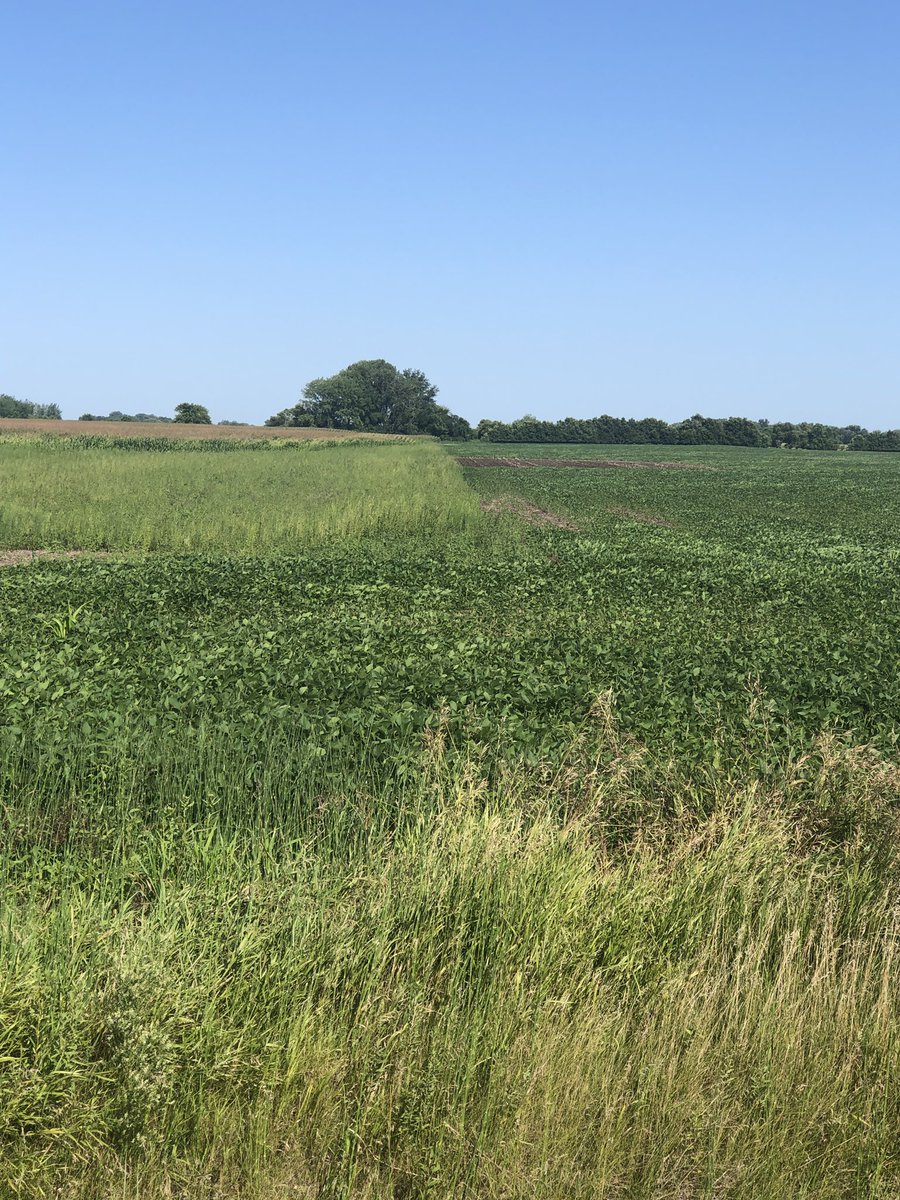 BrandonKoch83's tweet photo. Can you tell where the xtend was sprayed? There are beans out there in the weeds https://t.co/40osKioMls