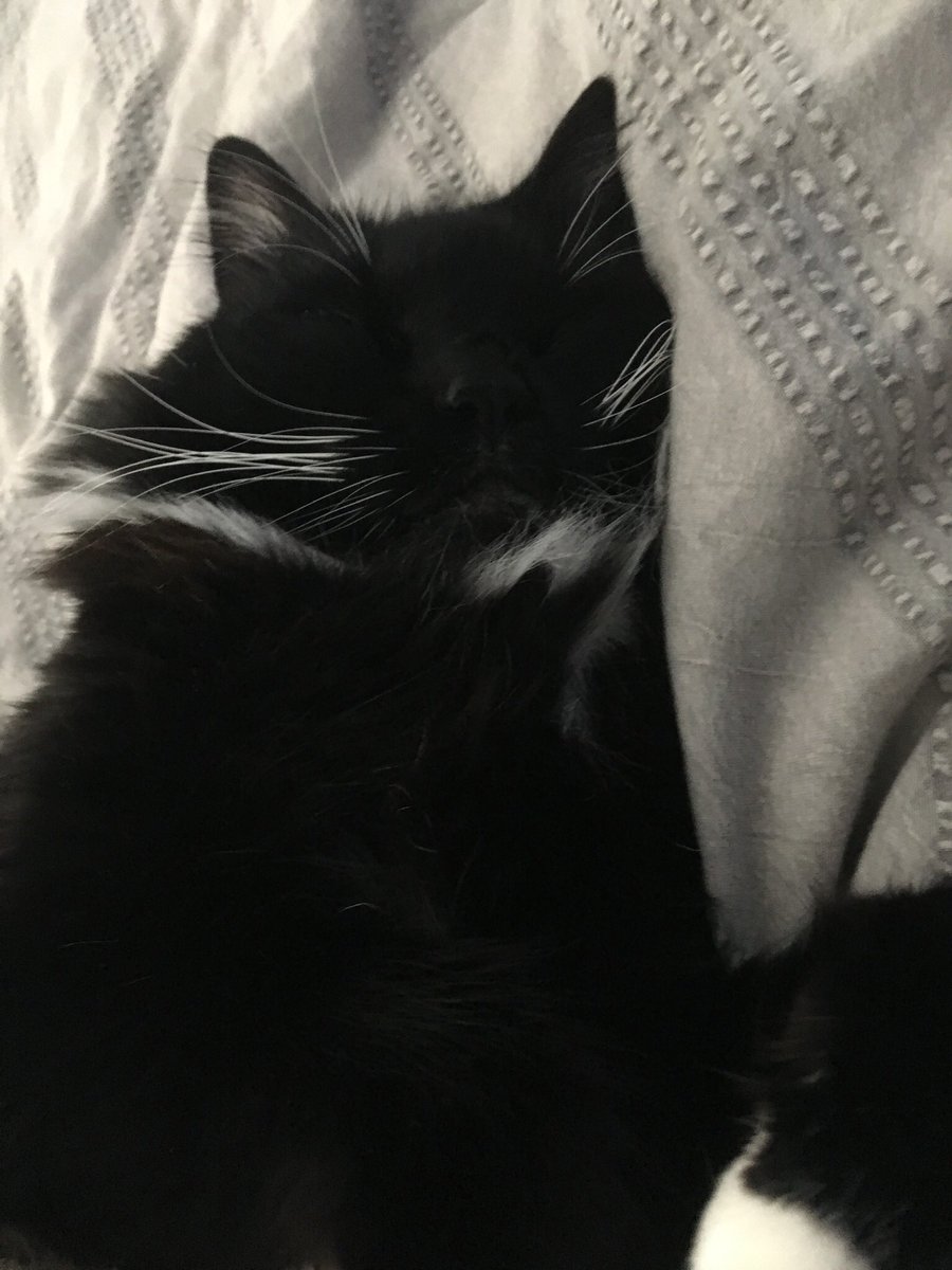 #InternationalCatDay fluffy baby is sleepy🥺