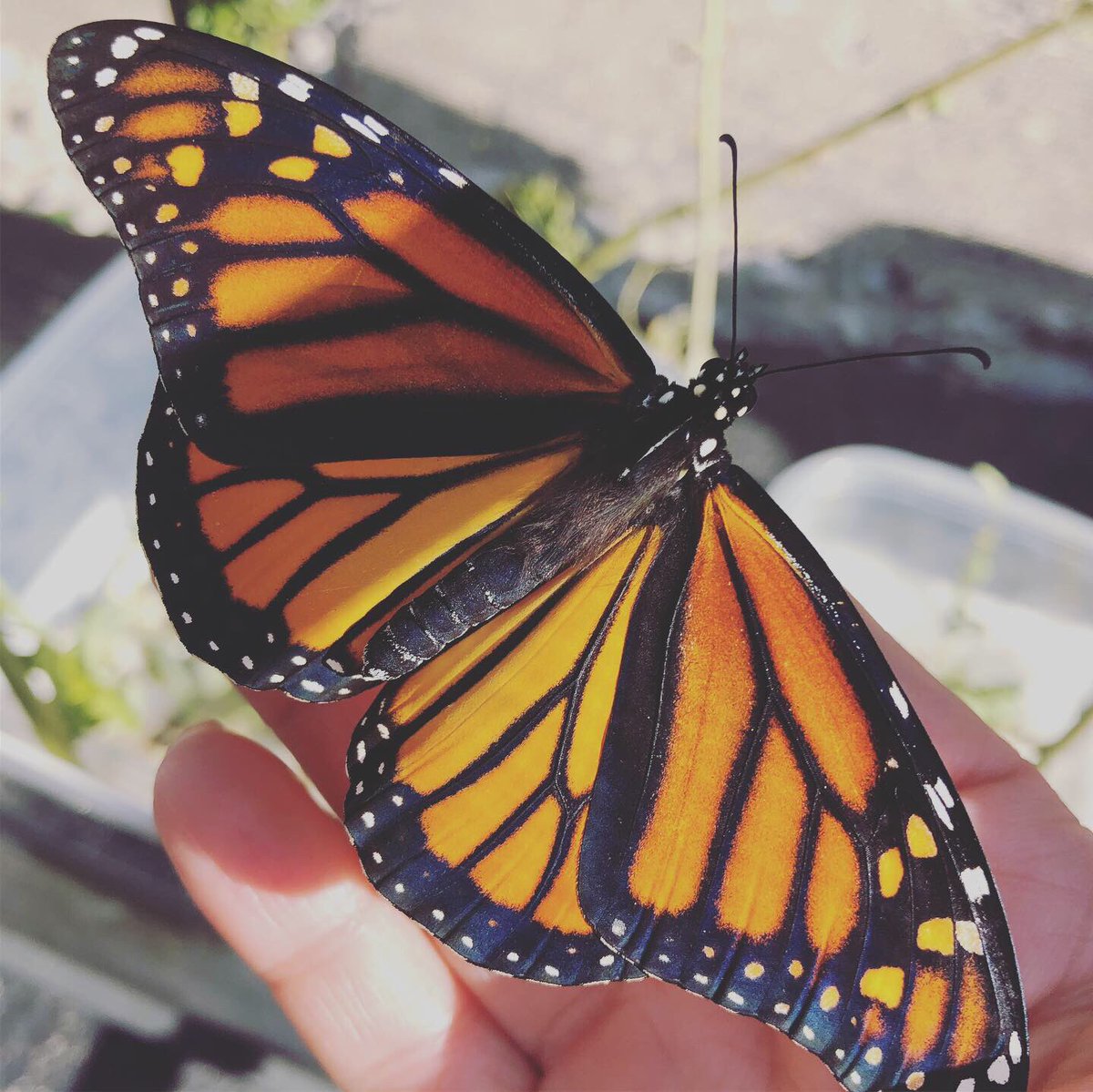 balickisbio's tweet photo. I don’t have a true count yet but we have some successful releases.  I love when they stick around long enough to get some pictures.  @FremdScience #balickibutterflies https://t.co/ss0qzyBc21