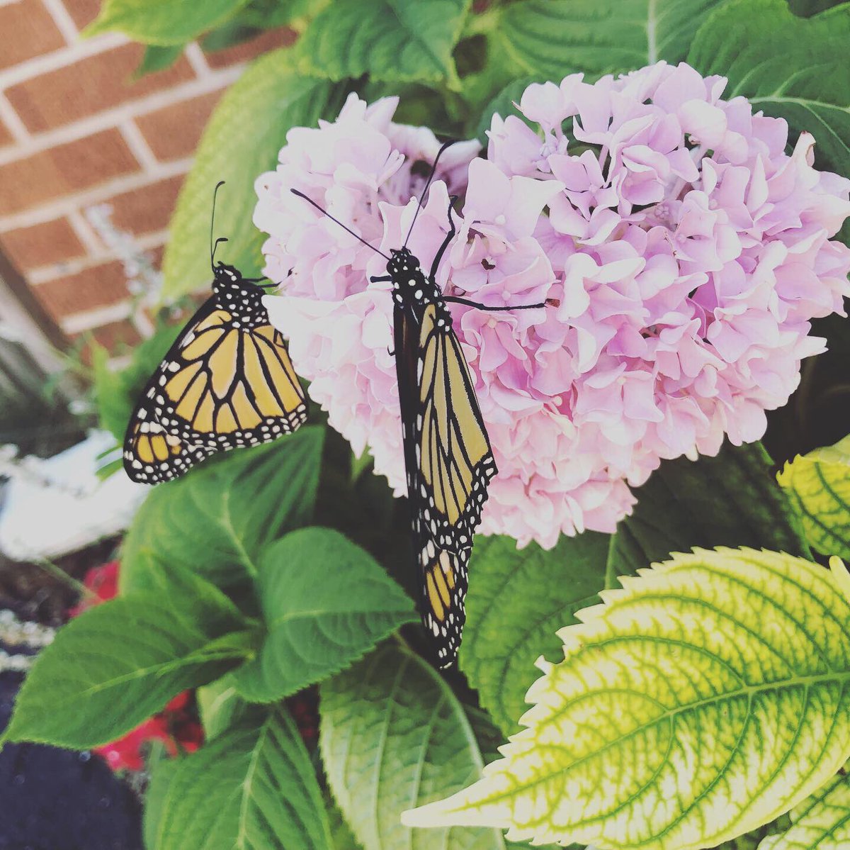 balickisbio's tweet photo. I don’t have a true count yet but we have some successful releases.  I love when they stick around long enough to get some pictures.  @FremdScience #balickibutterflies https://t.co/ss0qzyBc21