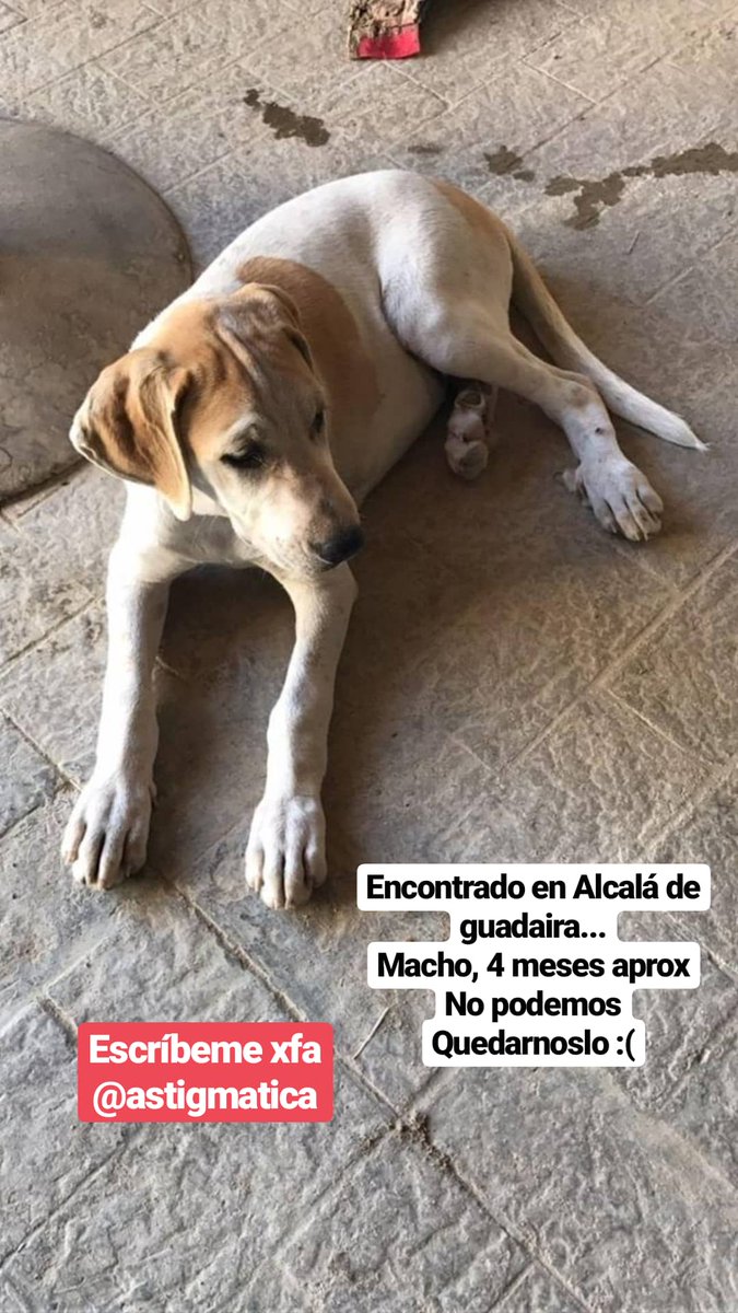 astigmatica's tweet photo. Help! Encontrado en Alcalá de Guadaira (Sevilla). Macho, 4 meses aprox. Cariñoso y buenísimo. No podemos quedárnoslo y buscamos hogar para él. Pls ayúdame con RT. #AdoptaNoCompres https://t.co/IFOXwUsdcO