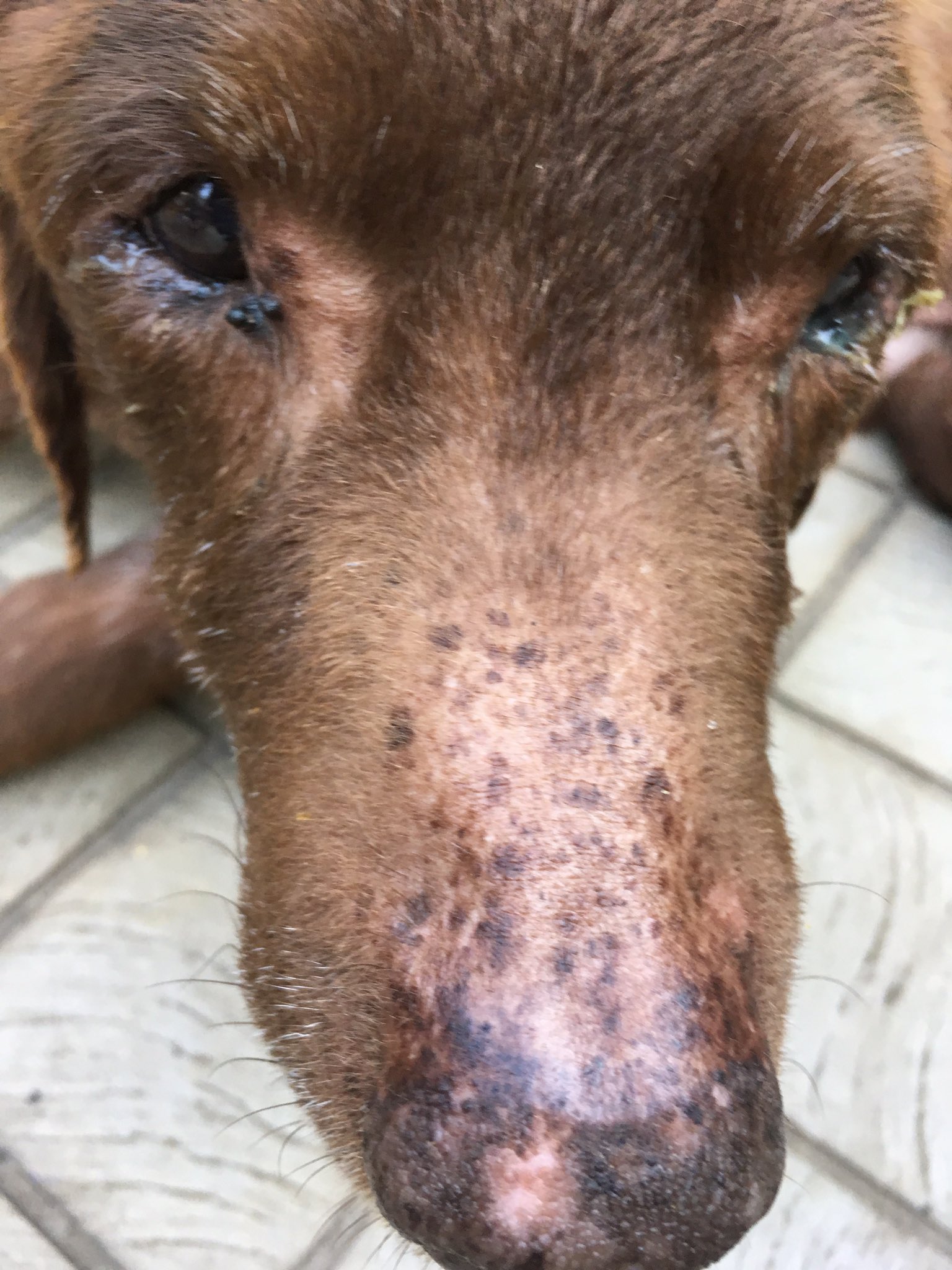 しっぽ 姉ちゃん 犬さんの話 ワセリン ラップは偉大です 床ずれが今までの倍のスピードで治癒しています 昨日の夜 今日は涼しいので元気に過ごしており 家の外から玄関までは自力で歩いて ごはんもちゃんと座って食べていました 傷の手当てに興味