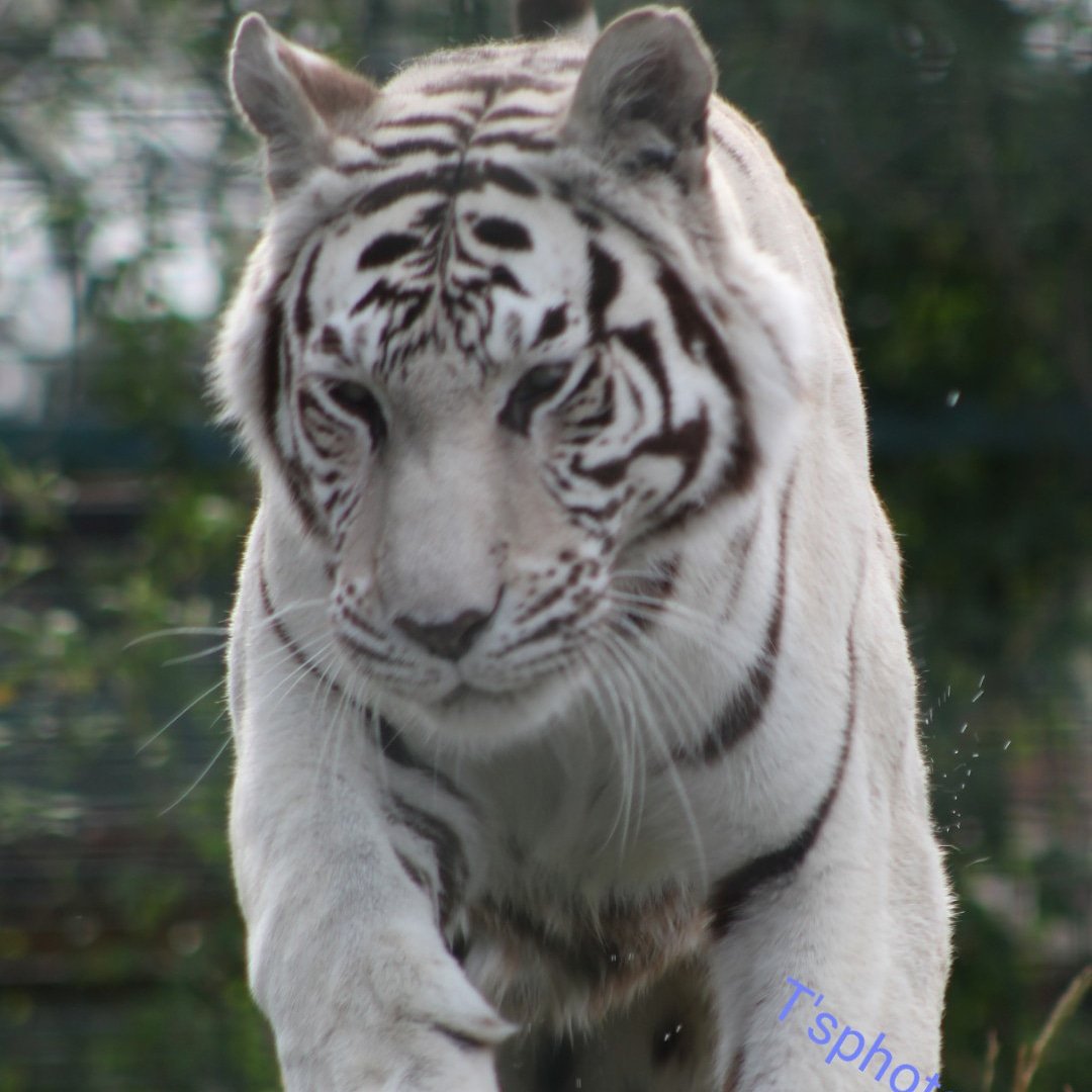 Tinadaley25's tweet photo. Happy international cat day
The beautiful Narnia 
#bigcatsanctuary #bigcats #tigers #whiter #bigcatsaboutthehouse https://t.co/2EnElkQ7SM