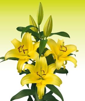 Vandaag zware buitenlelies van <a href="/MMDuinflowers/">Corina Duin</a> op #Klok1 De rode #Touchstone en de gele #Belleville #lelie