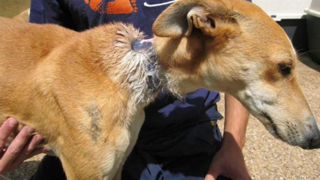 elurbanonews's tweet image. #SUCESOS | En #España detienen a una mujer por #descuidar a sus #mascotas que se comían entre ellos para sobrevivir.
#ElUrbanoNews #Noticias
Detalles en: elurbano.news/2019/08/08/det…