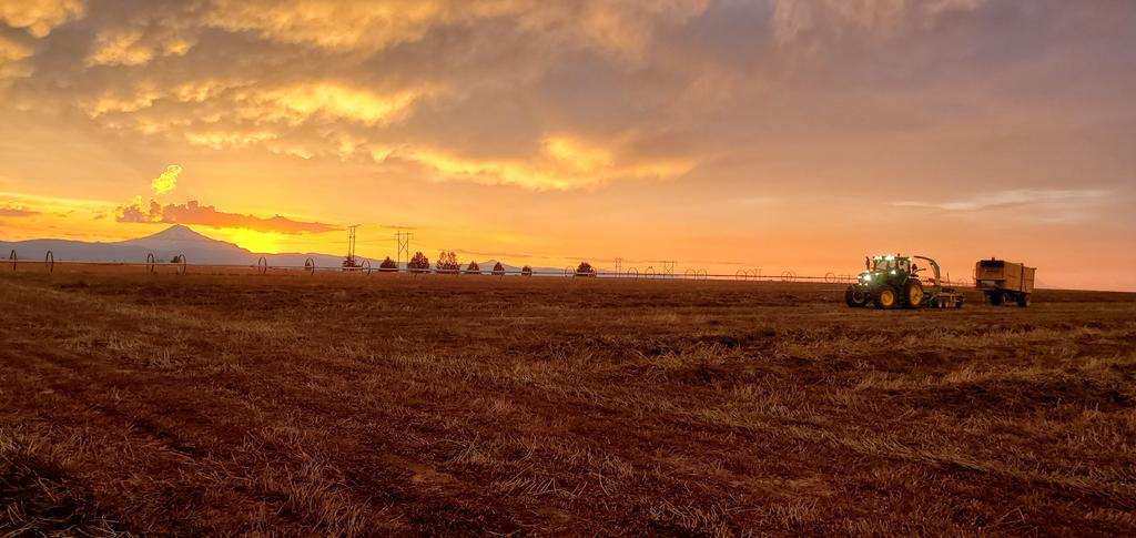 Peppermint for oil harvest in Culver, Oregon.