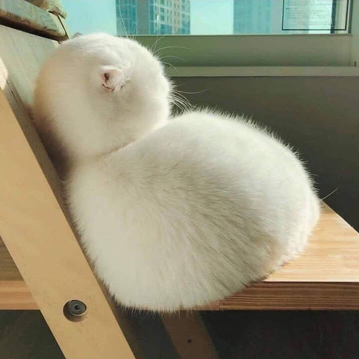 シ𝙟𝙖𝙣𝘫𝘢𝘰 สิงหาพาเพลิน tweet media