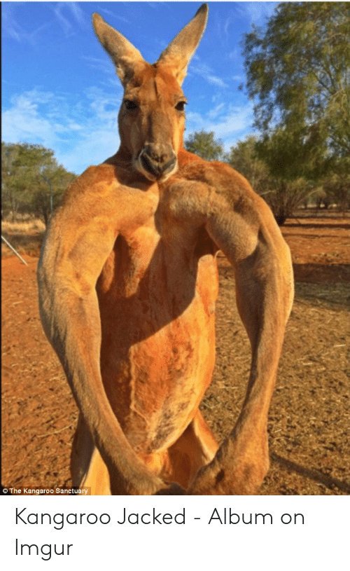 Breeza_77_'s tweet photo. @NeptuneRising @ErictheTrainer @jason_dohring Every time i see this i think of the jacked kangaroo that we have π€£π¦πΊ #aussielyf https://t.co/Gc1FIX3UBP