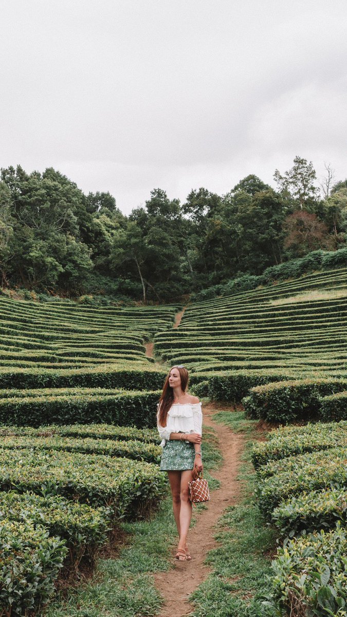 ConveyTheTravel's tweet photo. One of the most beautiful spots on Saõ Miguel is the Chá Gorreana Tea Plantation 🌏🌿 https://t.co/Ieo1fPIpRu https://t.co/7EVJu5z3dm