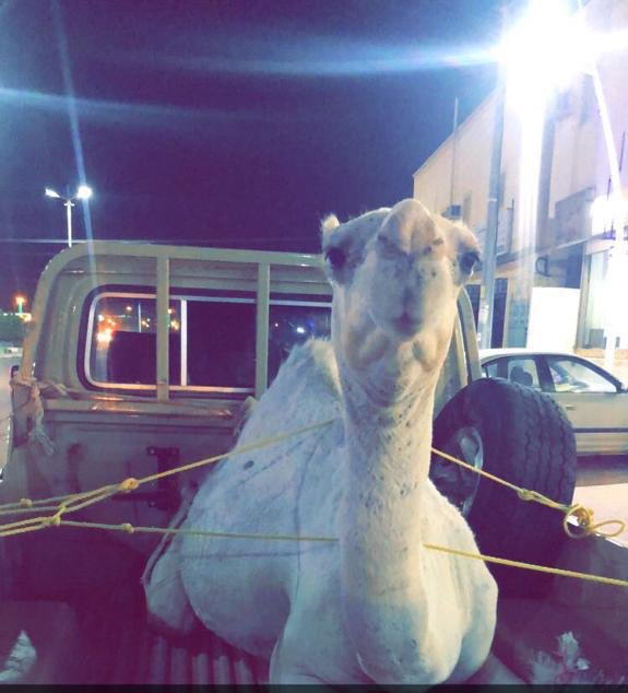 الله يبيض وجيهكم يالعفشه على عطاكم الجزل والله يبيض وجهيكم ياربعنا. وحزامنا اسبيع الغلباء على الوقفه الطيبه والحضور الطيب  

#نواف_قاعد_العفيش_الحربي
#عقاب_العفيش_الحربي
#خالد_بن_شلهوب_السبيعي
#متعب_بن_مداد_السبيعي
#سعد_مارق_الهلالي_السبيعي
#خشمان_بن_ناصر_بن_هليمه