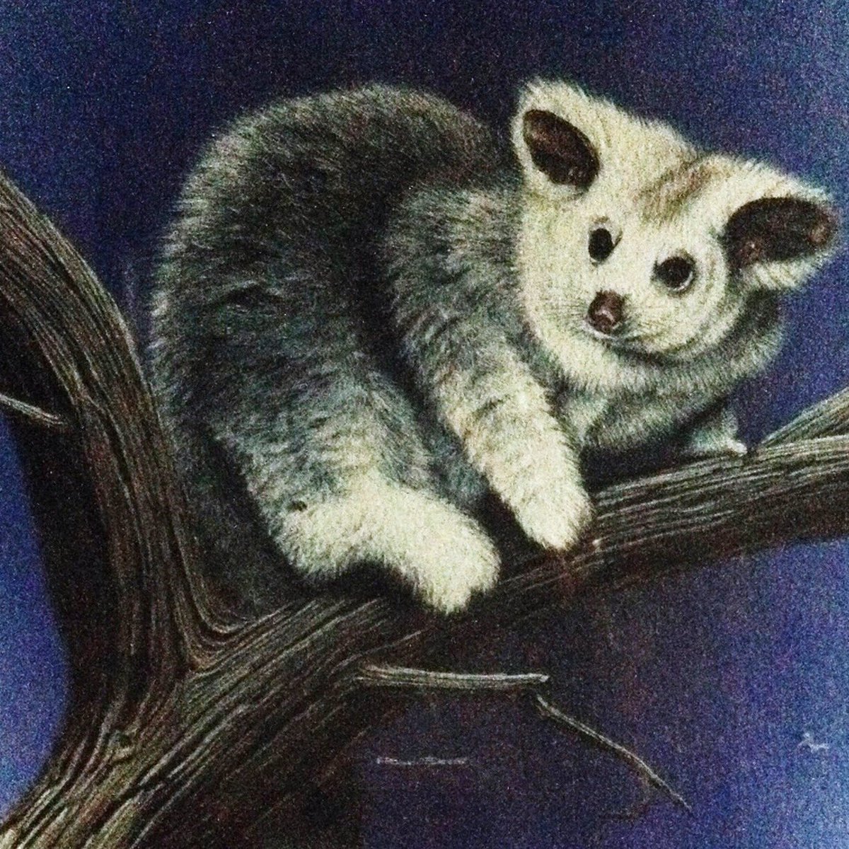 jillyfrees's tweet photo. Forests for Carbon stores NOT #LOGGING happening at #kinglake NOW. WE haven’t got another 80 years to wait for the carbon credits of seedlings! #loggingkillswildlife #stopadani https://t.co/pUpwYBkson