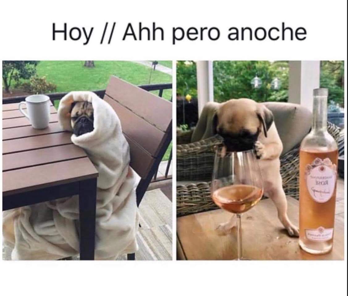 FreeVader's tweet photo. Yoda y Leia se pusieron bien densos.
#partyperruna https://t.co/8XOOZ1yrbQ