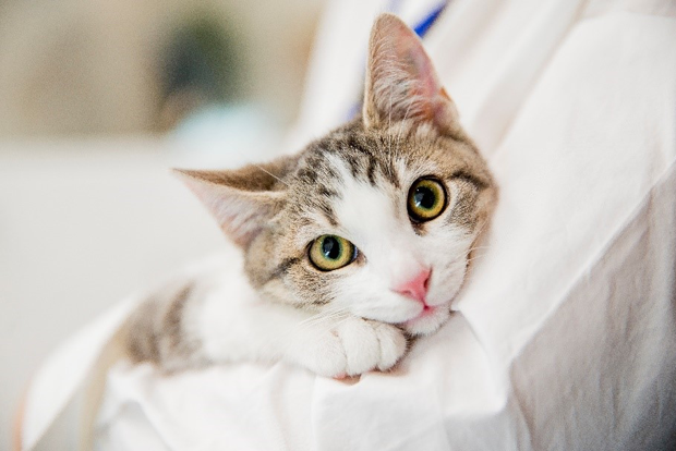 AWL_Australia's tweet photo. Be willing to make tough decisions in the best interests of your pet. https://t.co/wcMU3IziNy
@LortSmith @AWLSA @AWLQ https://t.co/luxtCMWPZe