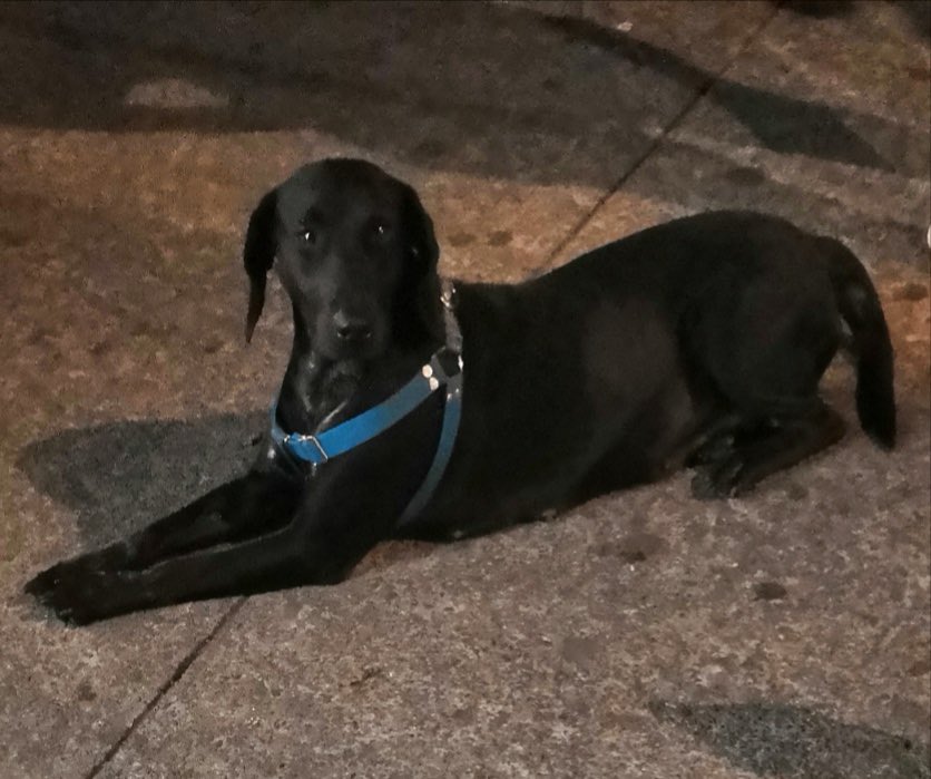 LunaAdopta's tweet photo. La bajaron hace unas hora de una ruta sobre avenida Tlalpan, hoy no dormirá en la calle, pero urge compartir para saber si la buscan 
De lo contrario ver si hay algún ht 
@DefAnimalMX @MascotasSismo @lawera33 @PrrosPerdidosMX 

#extraviada #buscaasusdueños https://t.co/Gxt9HSfaHl