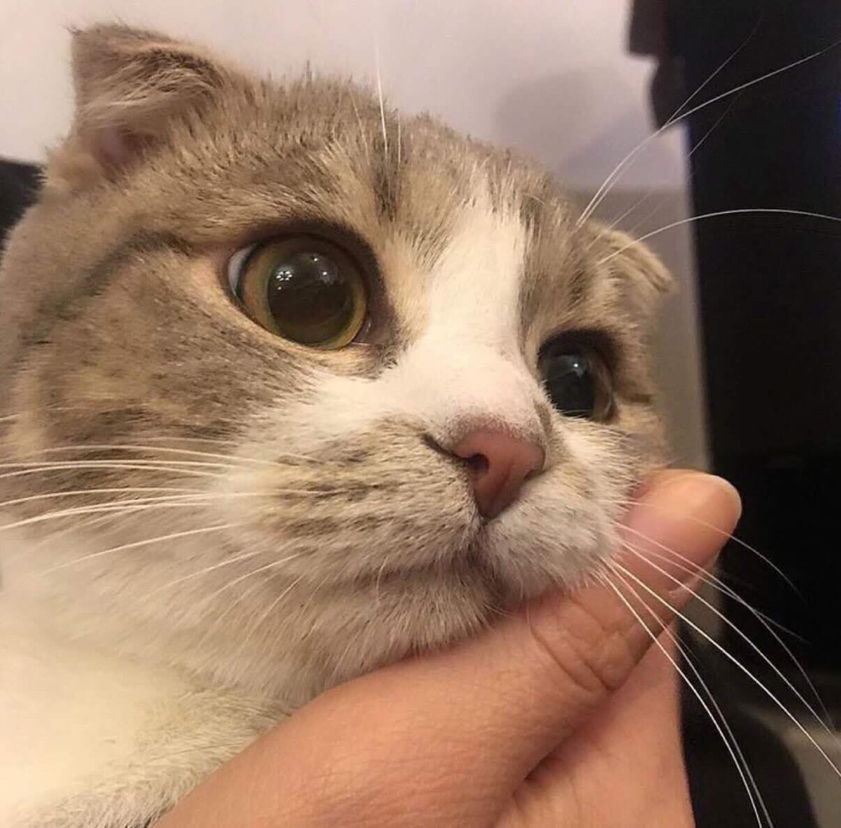シ𝙟𝙖𝙣𝘫𝘢𝘰 สิงหาพาเพลิน tweet media