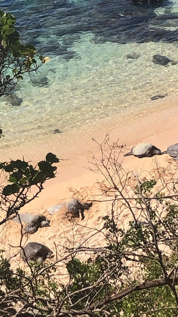 AnnaThePally's tweet photo. βοΈπ΄π’ so many turtles on the beach ! So many people I would fight for not respecting the turtle rules ! I got given a volunteer card if Iβm ever in the area ! I made it ! #TurtleHero https://t.co/bJRLV4KDNe