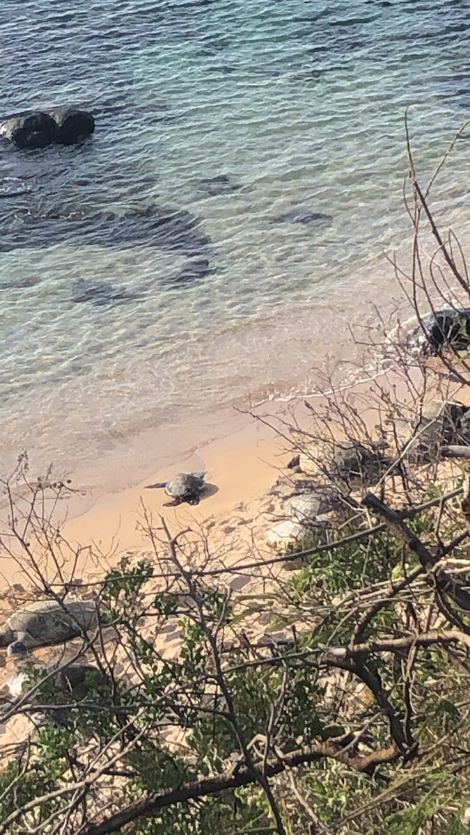 AnnaThePally's tweet photo. βοΈπ΄π’ so many turtles on the beach ! So many people I would fight for not respecting the turtle rules ! I got given a volunteer card if Iβm ever in the area ! I made it ! #TurtleHero https://t.co/bJRLV4KDNe